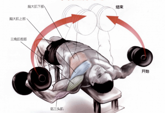 弹力绳怎么练胸肌上部_弹力绳练胸肌最好的动作_弹力绳练胸肌效果怎么样