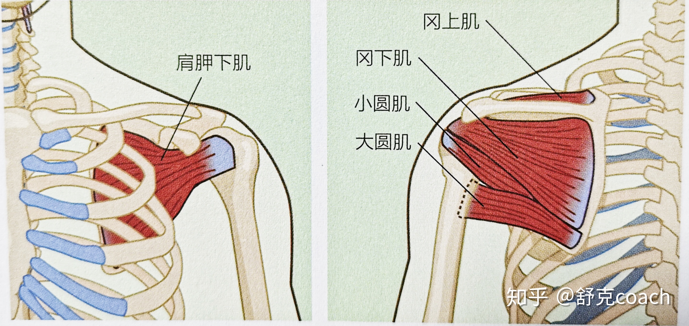 弹力绳 拉伸动作_弹力绳练胸肌最好的动作_练胸肌一般练几个动作