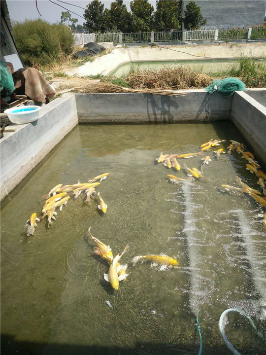 水在多少度密度最大_黄瓜水好,还是丝瓜水好_水的密度多少最好
