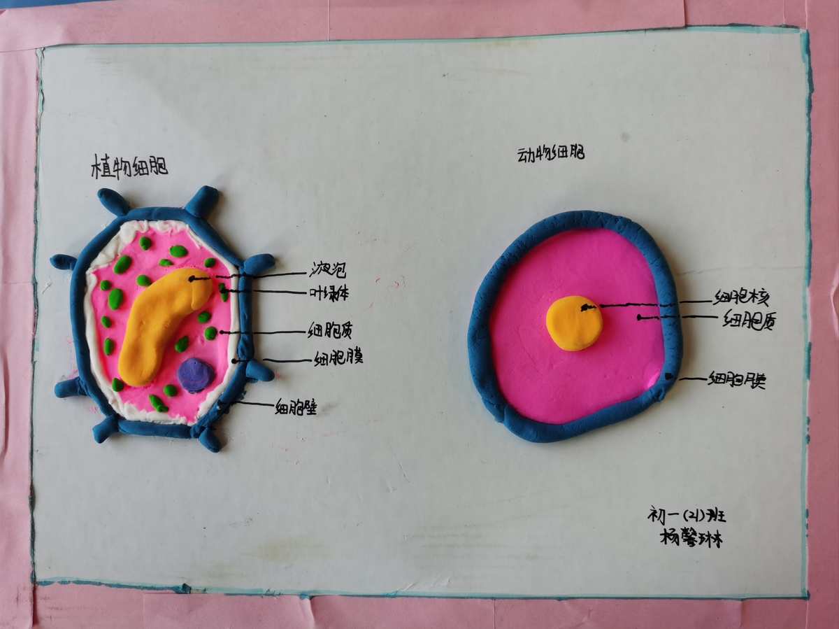细胞膜化学成分 有何特点 如何排列_排列膜细胞化学成分特点有什么_细胞膜各物质排布特点