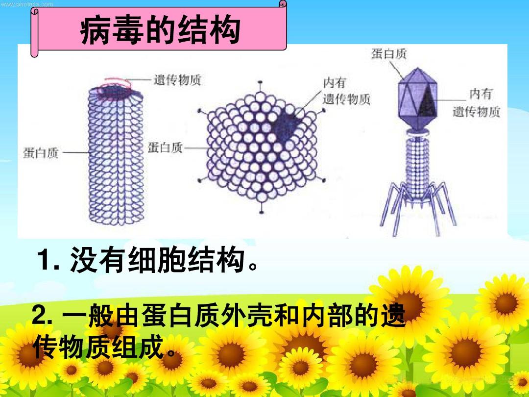 细胞膜通道_细胞通道转运_t细胞表面的膜分子是