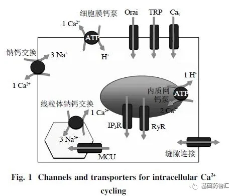 钠离子钾离子通道阻滞剂_钠钾离子通道阻滞剂的作用_离子剂钠钾通道阻滞剂的作用