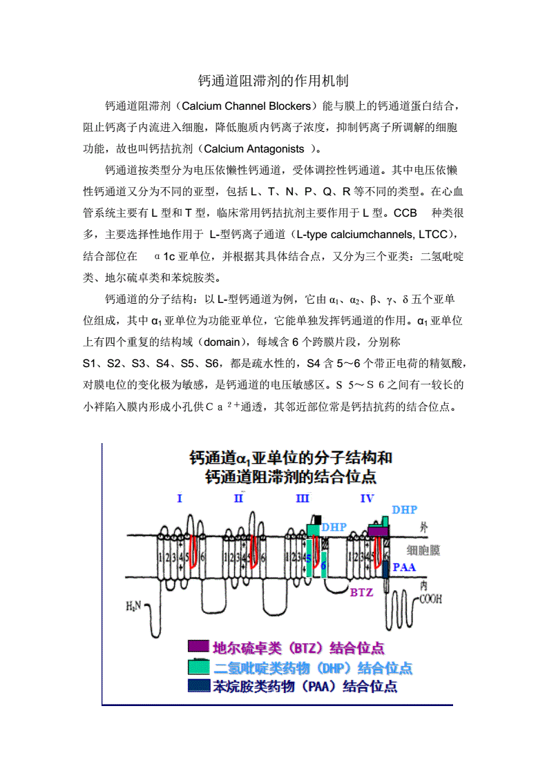钠离子钾离子通道阻滞剂_离子剂钠钾通道阻滞剂有哪些_钠钾离子通道阻滞剂的作用