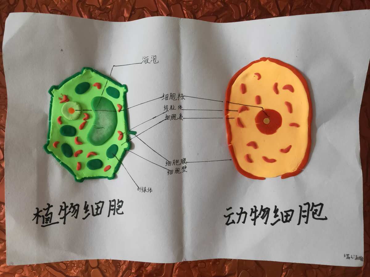 细胞膜模型制作方法_细胞膜的模型制作_细胞膜模型制作