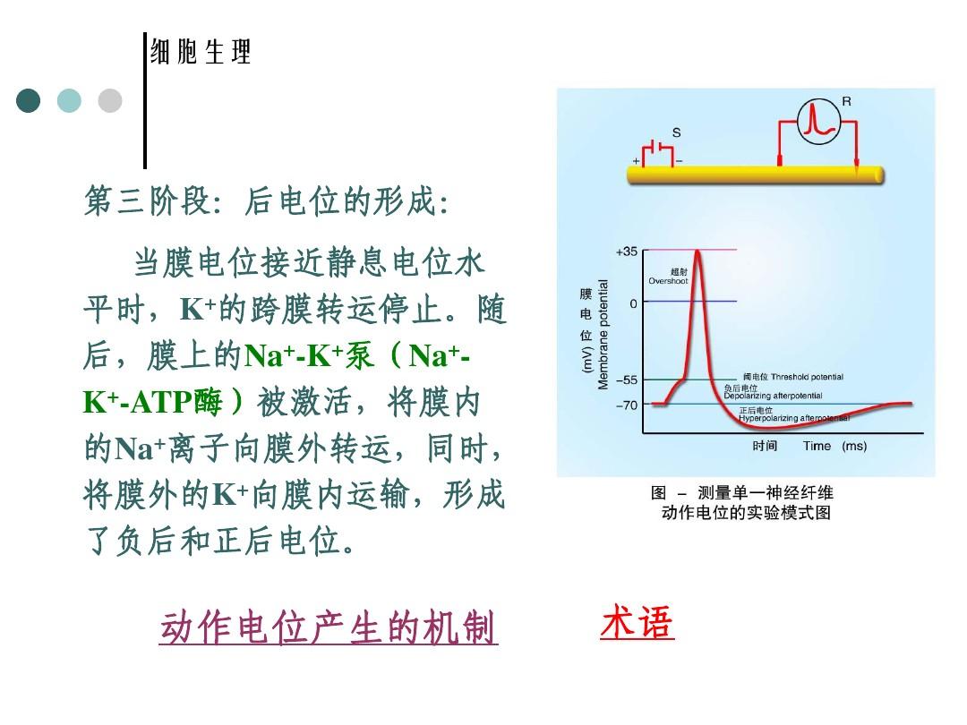 细胞膜电位的形成机制_细胞膜电位变化过程_细胞膜电位