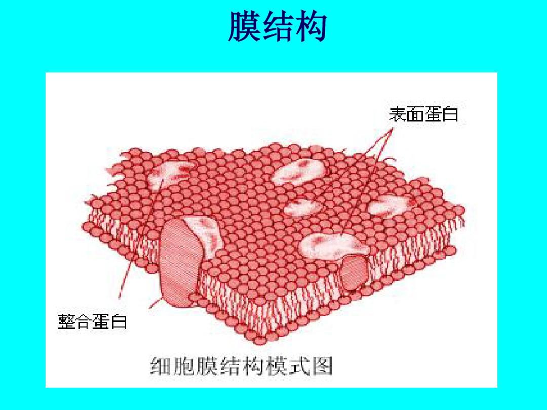 细胞膜是单层膜还是双层膜_细胞膜单层膜双层膜_双层膜细胞器单层膜细胞器