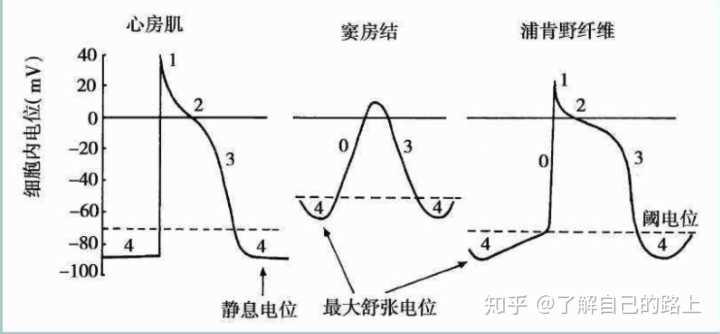 离子剂钠钾通道阻滞剂的作用_钠离子钾离子通道阻滞剂_离子剂钠钾通道阻滞剂有哪些