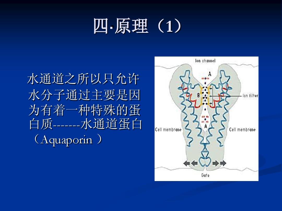 细胞膜通道的功能状态_细胞膜通道的三种状态_细胞膜通道