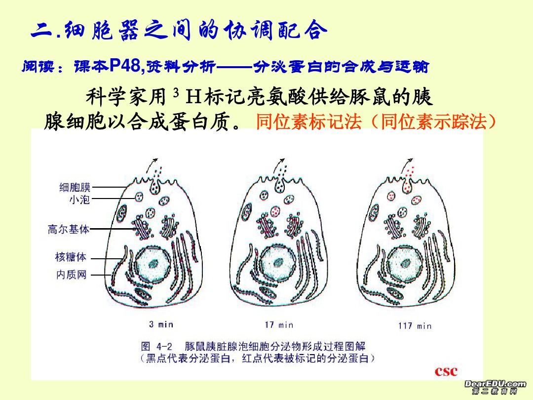 细胞膜模型制作方法_高中细胞膜模型制作过程_细胞膜模型制作