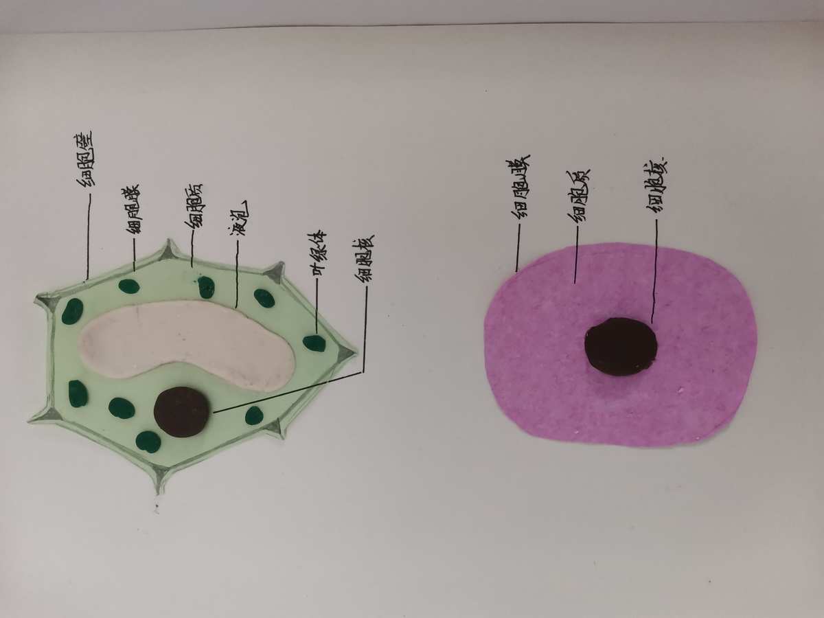 高中细胞膜模型制作过程_细胞膜模型制作_细胞膜模型手工