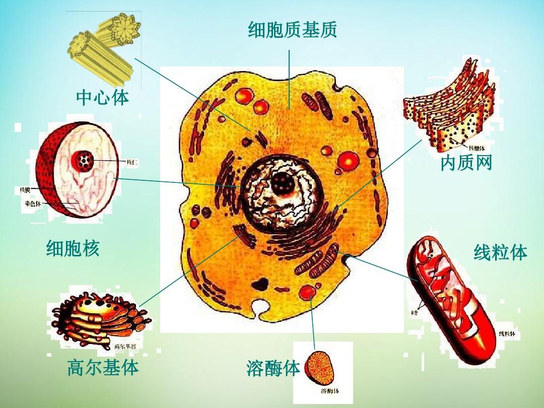 单位膜模型_细胞膜的跨膜物质转运功能_细胞膜模型制作