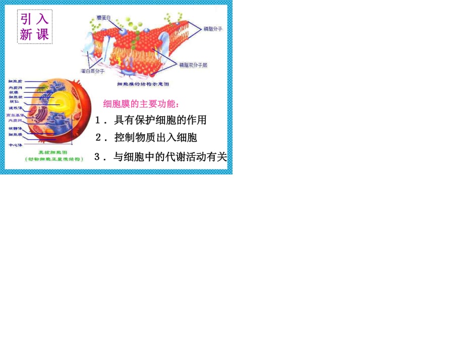 细胞膜模型制作_如何制作细胞膜模型_细胞膜的模型制作