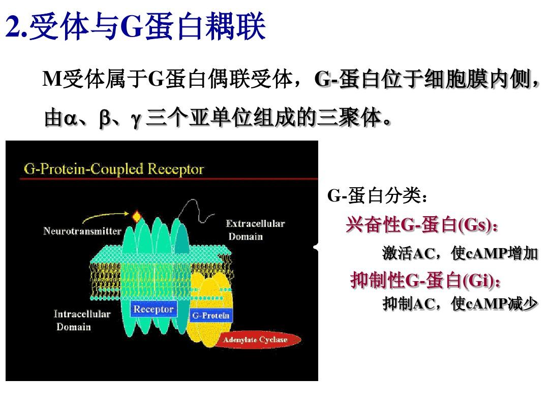 细胞的膜蛋白_细胞膜蛋白_细胞膜蛋白是胞内蛋白吗