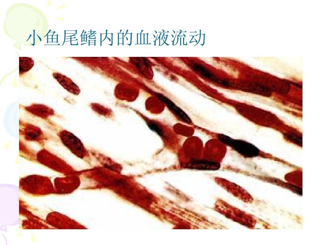 观察血液的流动实验视频_初中生物观察活鱼尾鳍血液流动实验视频_科学实验血液流动