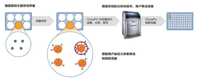 细胞膜的通透性检测_细胞膜通透性观察分析_细胞膜选择性通透