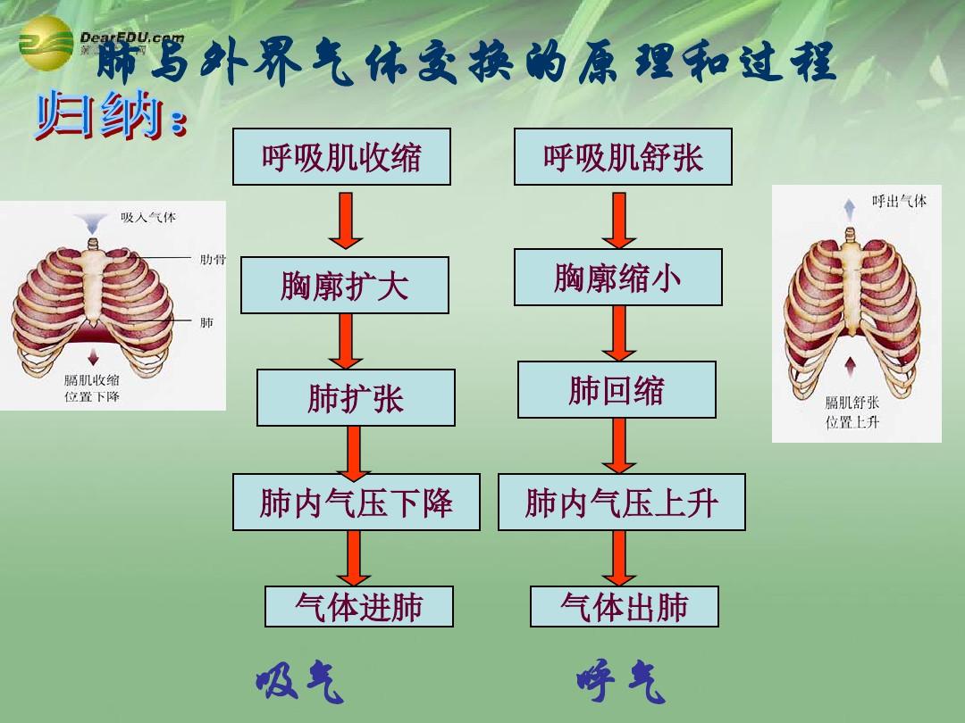 膜抗原的作用_细胞膜抗原功能_细胞膜抗原