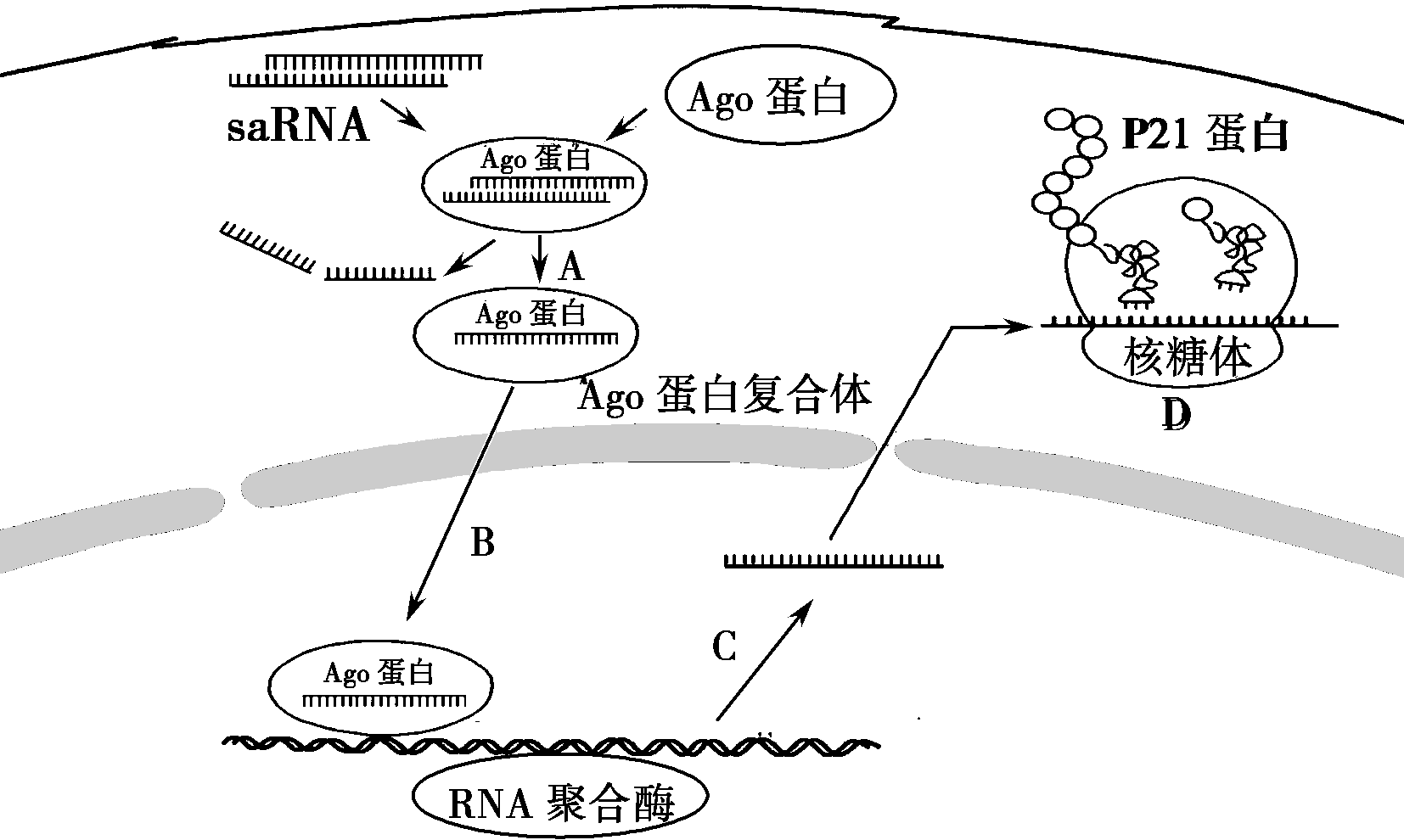 有颈管细胞成分是癌吗_有化生细胞及颈管细胞_细胞膜化学成分 有何特点 如何排列