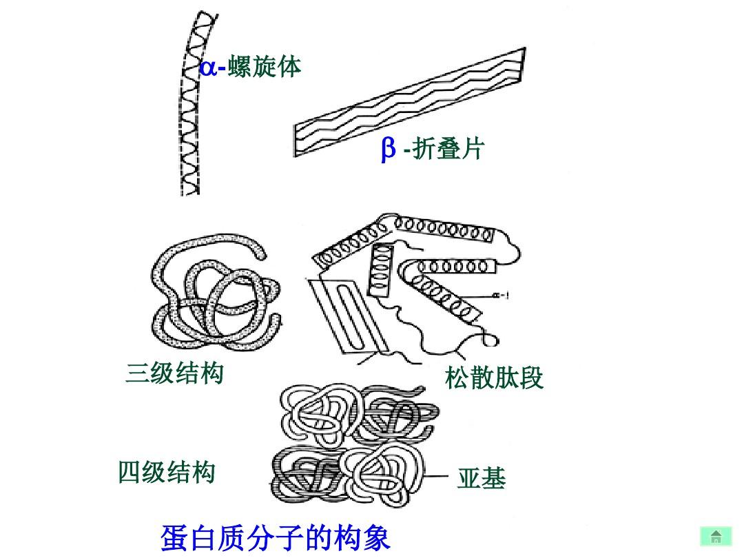 人工细胞愈合膜_细胞膜结构模式图_细胞免疫荧光破膜问题