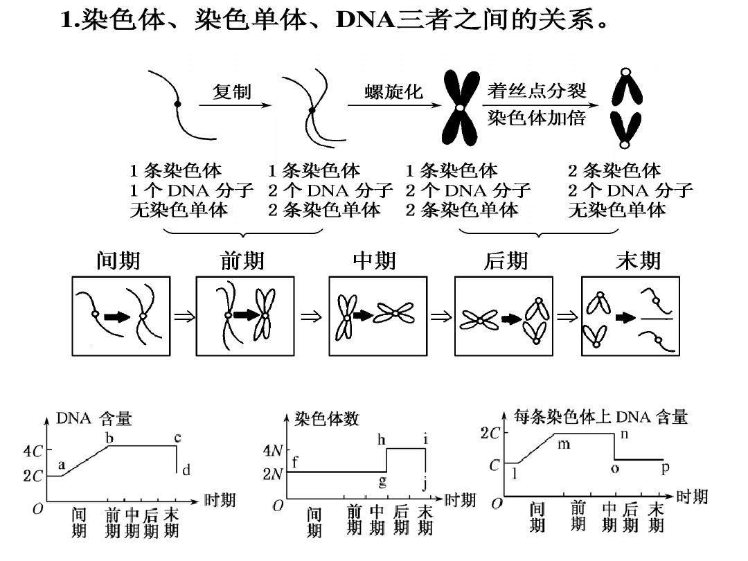 细胞膜的跨膜物质转运功能_细胞膜教具图_细胞核是双层膜吗
