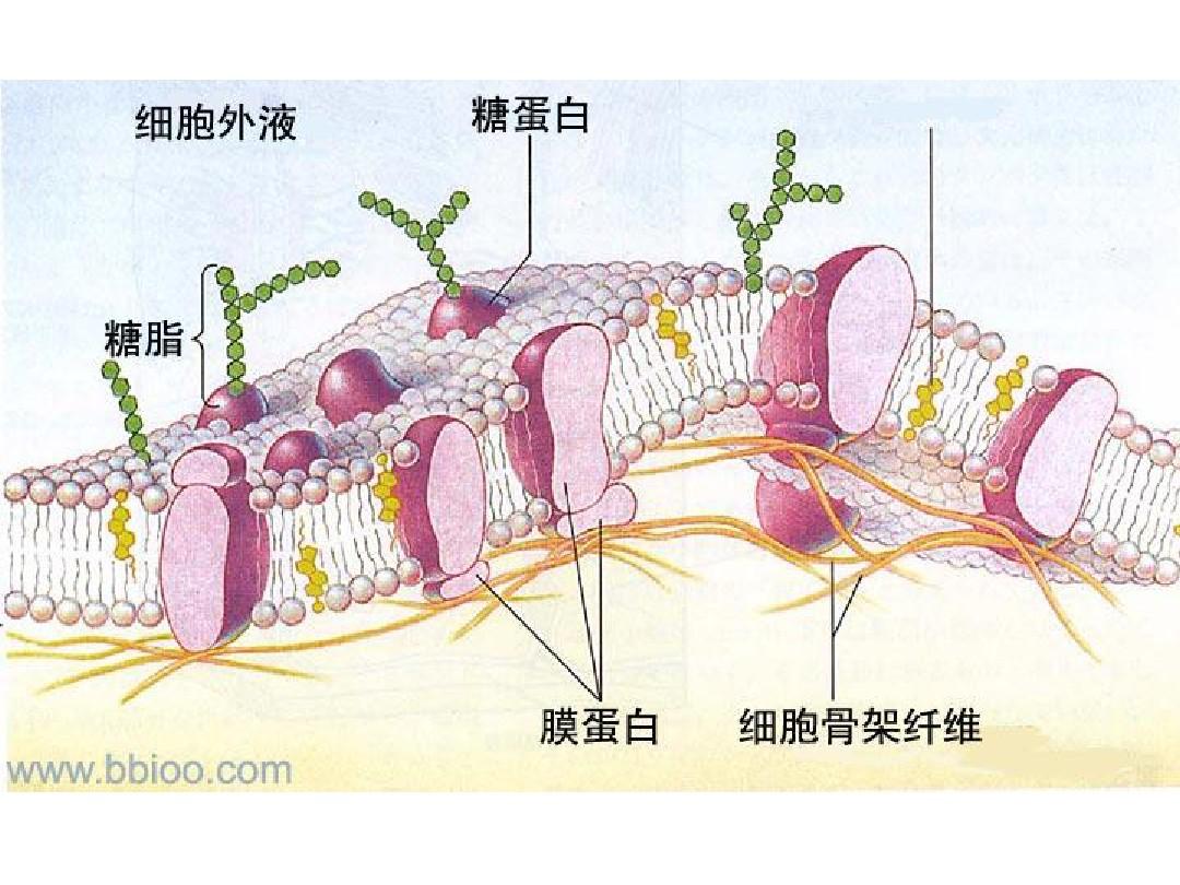 细胞膜透性与细胞膜功能的关系_细胞膜透性会变大有何害处_细胞膜透性