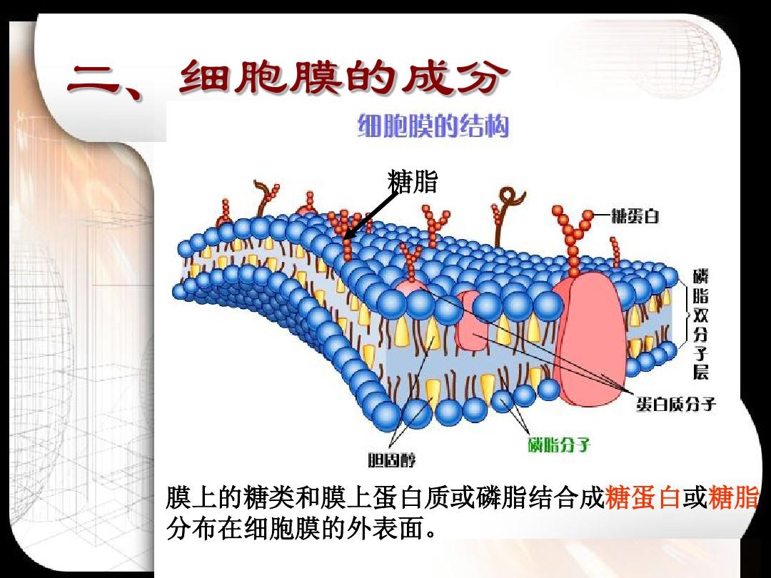 细胞膜的糖蛋白是多糖吗_糖蛋白是细胞膜的主要成分_细胞膜糖蛋白