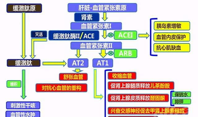 细胞膜受体_细胞膜受体的作用机制_细胞膜受体是