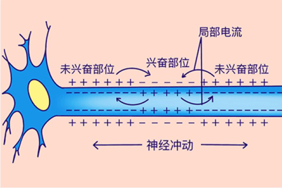 细胞膜透性_细胞膜全透性_细胞膜透性与细胞膜功能的关系