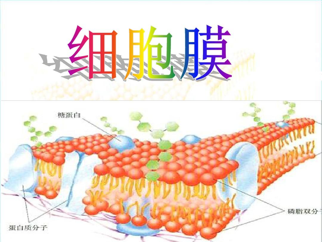 细胞膜透性_细胞膜透性测定结果分析_细胞膜透性会变大有何害处