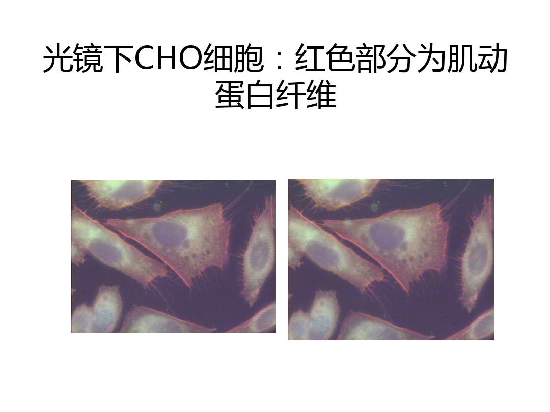 细胞膜骨架的主要成分_细胞膜骨架_细胞膜骨架是