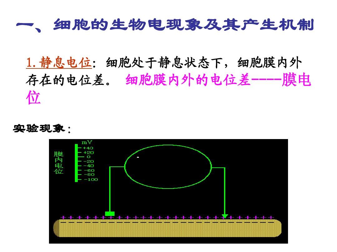 细胞膜内电位负值减小称为_细胞膜内负电位向减小的方向变化称为_细胞膜内的负电位减小