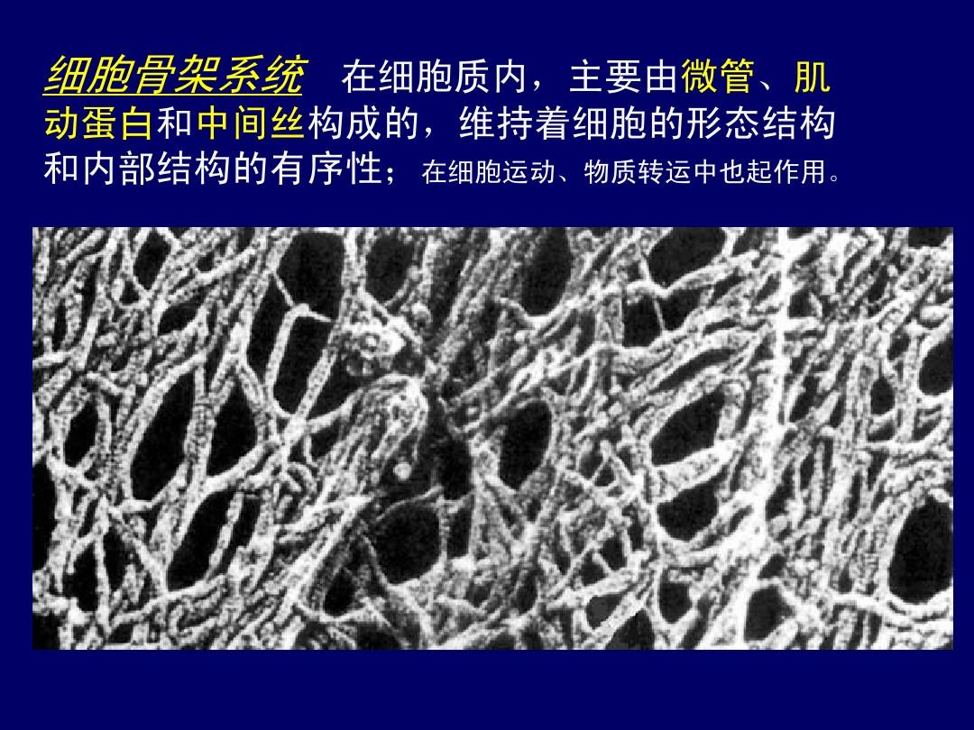 细胞膜骨架_细胞膜骨架的主要成分_细胞膜骨架是