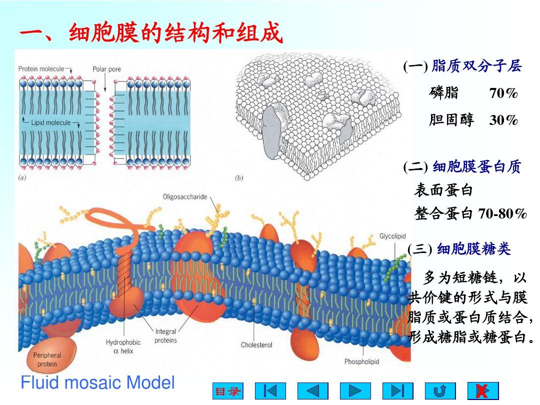 细胞膜——系统的边界ppt_细胞膜系统的边界教学内容分析_细胞膜系统的边界课堂导入