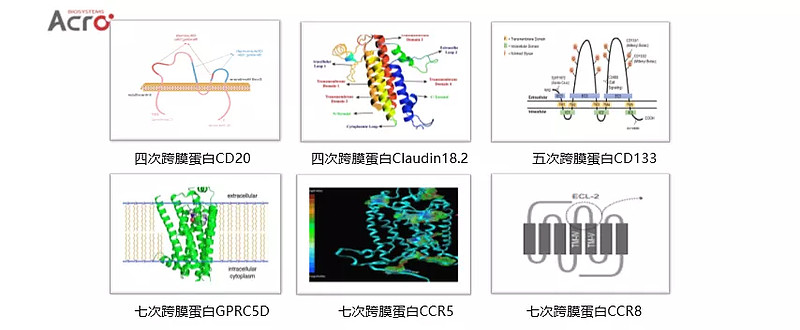 细胞膜系统的边界教学内容分析_细胞膜系统的边界课堂导入_细胞膜——系统的边界ppt