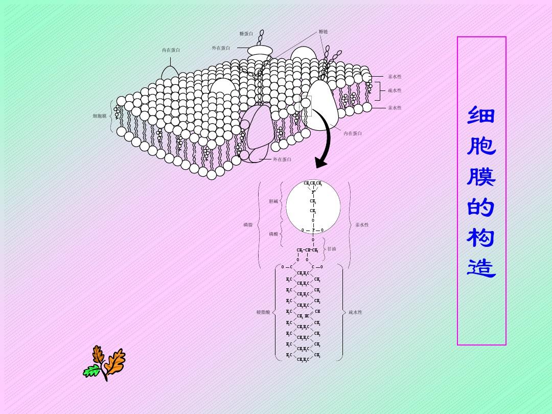 细胞膜——系统的边界ppt_系统的边界细胞膜_细胞膜系统的边界教学内容分析