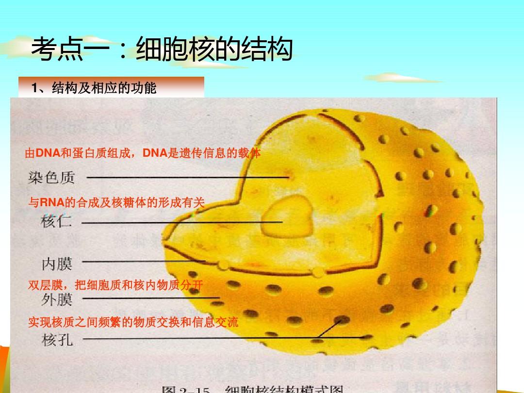 排列膜细胞化学成分特点有什么_排列膜细胞化学成分特点有_细胞膜化学成分 有何特点 如何排列