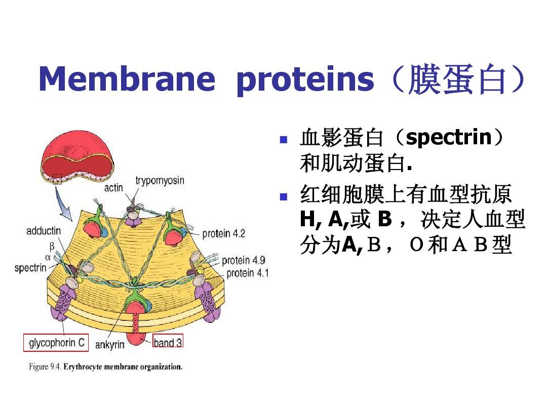 细胞膜系统的边界课堂导入_细胞膜——系统的边界ppt_系统的边界细胞膜
