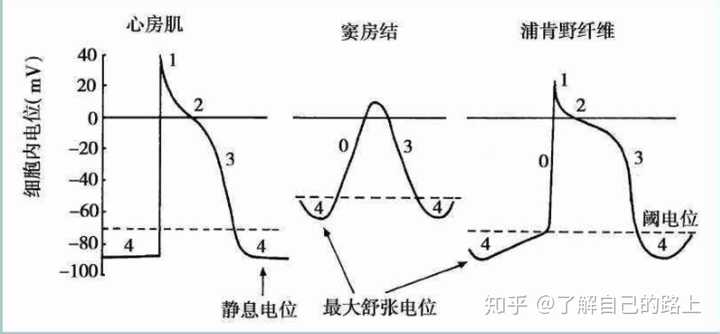 离子剂钠钾通道阻滞剂的作用_钠离子钾离子通道阻滞剂_离子剂钠钾通道阻滞剂有哪些