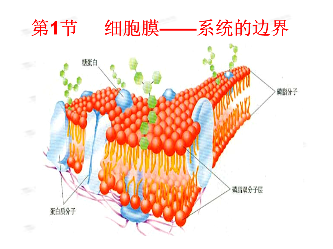 细胞膜是单层膜还是双层膜_膜双层细胞单层是细胞质吗_细胞膜单层膜双层膜