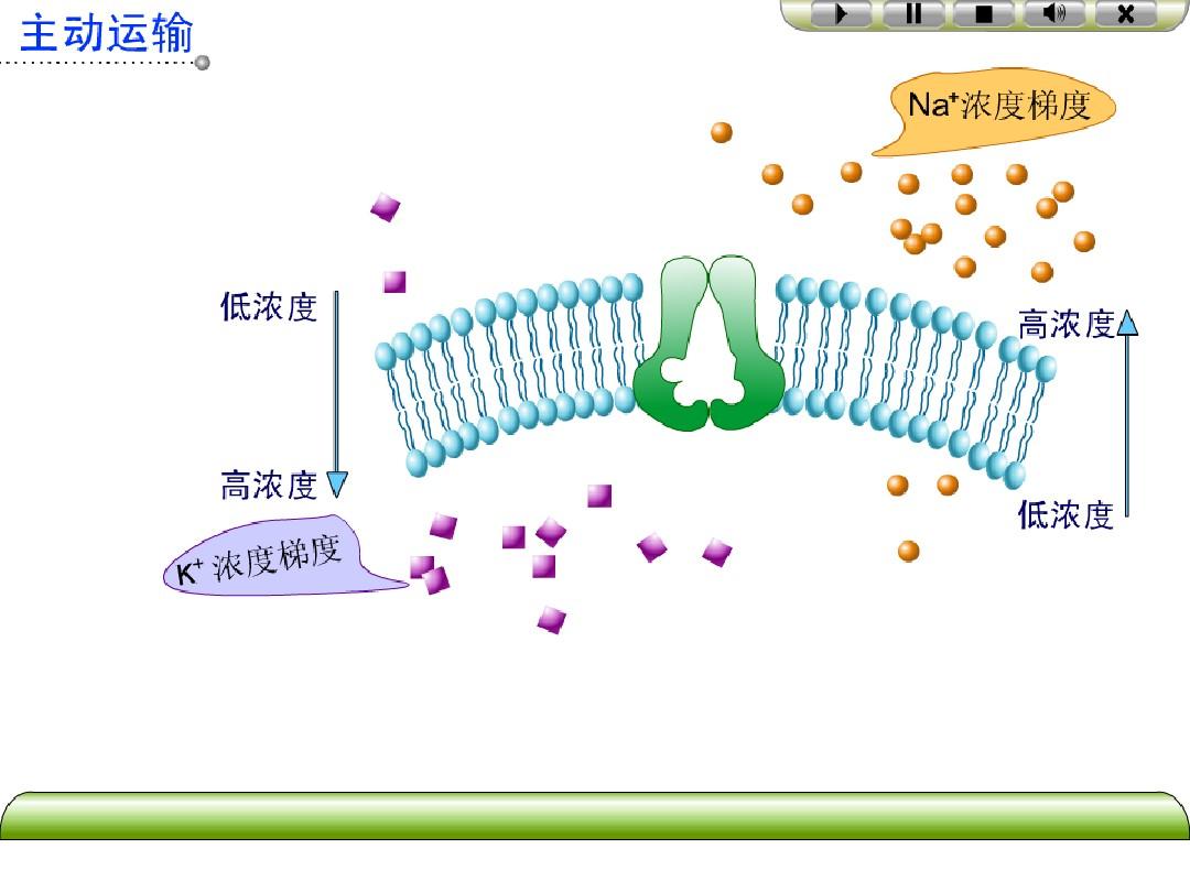 细胞膜损伤_细胞膜受损得什么病_细胞膜受损的原因