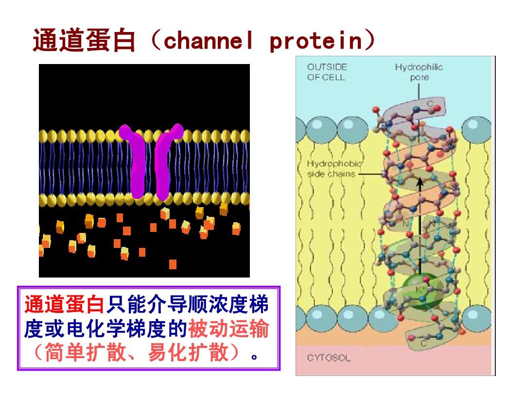 系膜细胞收缩功能检测_细胞免疫荧光破膜问题_细胞膜结构
