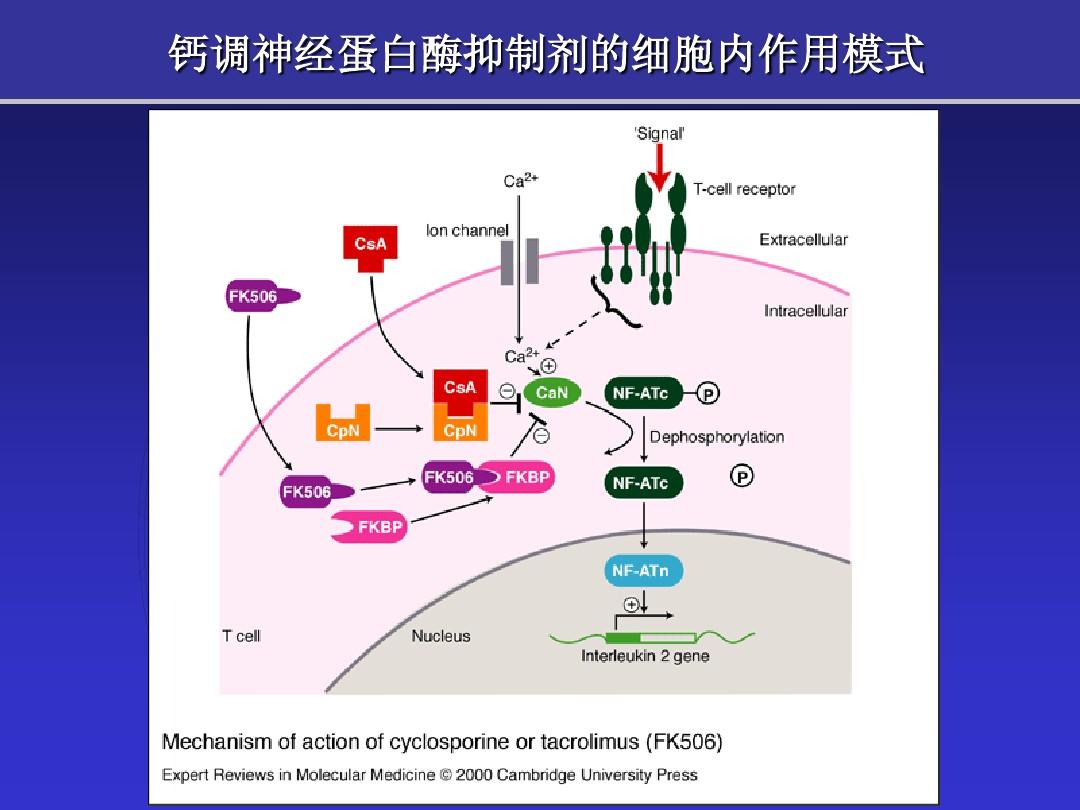 细胞膜稳态剂_细胞膜稳态剂_细胞膜稳态剂