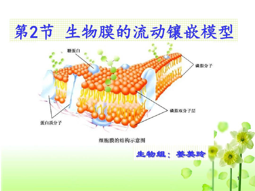 流动镶嵌模型是细胞膜吗_细胞膜的流动镶嵌模型_细胞膜的流动镶嵌模型制作