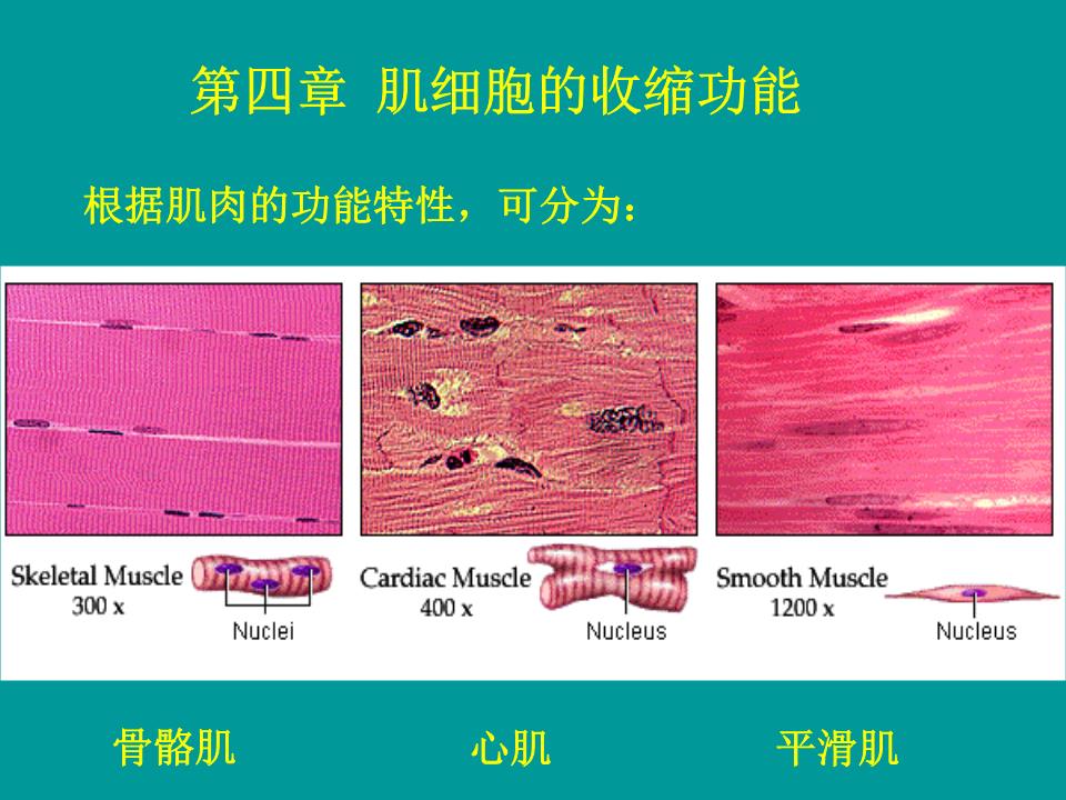 细胞膜电位减小称为_细胞膜内电位负值减小称为_细胞膜内负电位向减小的方向变化称为
