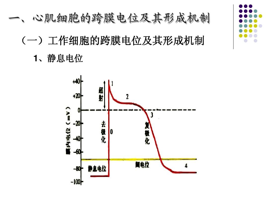 膜内负电位减小称为_细胞膜内负电位向减小的方向变化称为_细胞膜电位减小称为