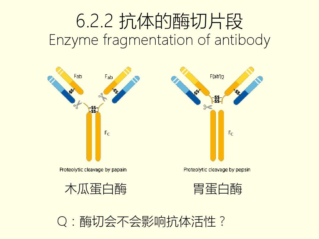 细胞膜抗原_膜抗原是什么_细胞膜抗原功能