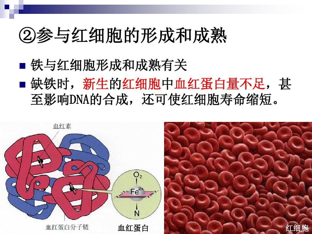 细胞膜离子通道的特征_细胞膜离子通透性_细胞膜离子通道