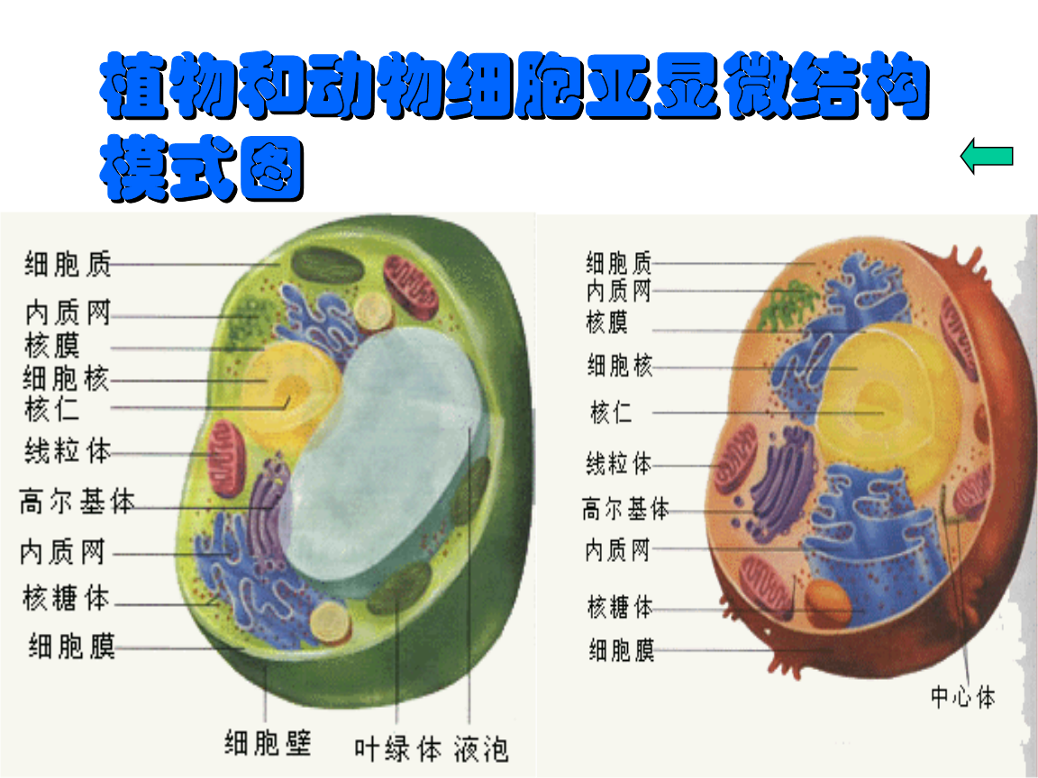 细胞膜流动性是指_细胞膜流动性表现在哪里_细胞膜流动性