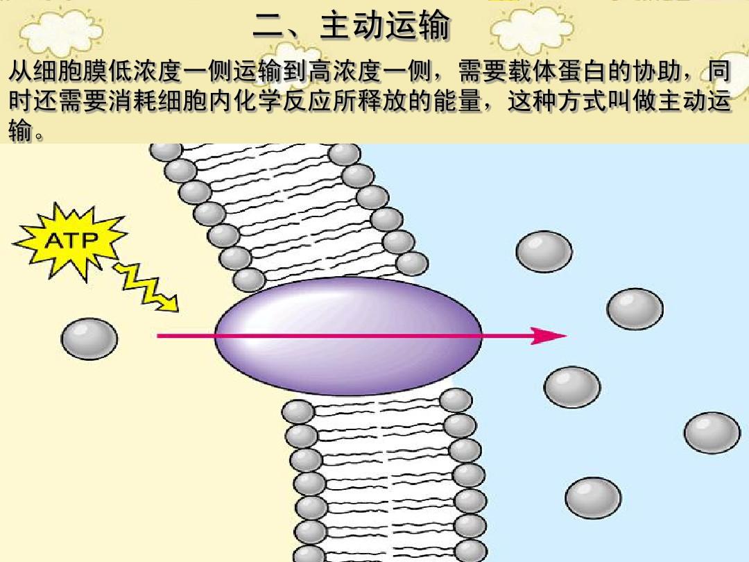 细胞膜结构图_细胞膜结构画图_细胞膜构型