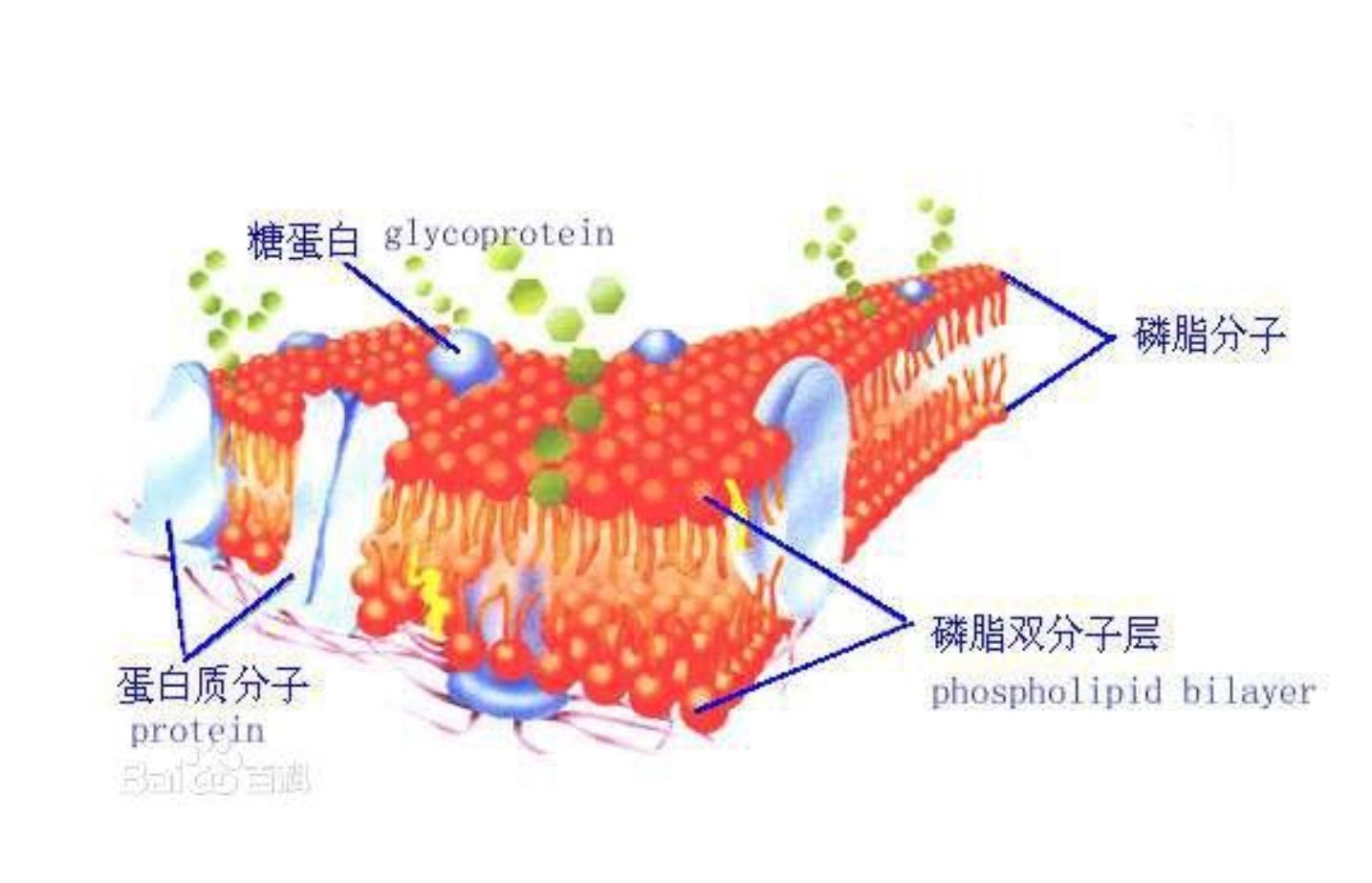 细胞膜选择性通透_细胞膜通透性讨论题_细胞膜通透性观察分析