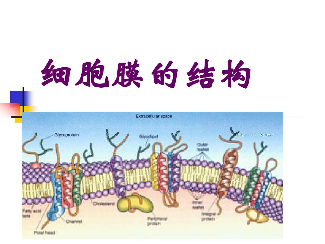 细胞膜结构模式图名称_细胞膜结构_细胞膜结构